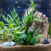 Plants